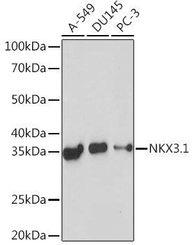 NKX3.1 Antibody (4X8T3)