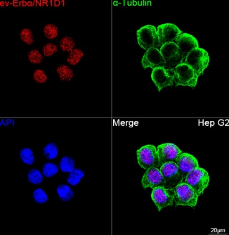 Rev-erb A alpha/NR1D1 Antibody (9I2H1)