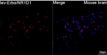 Rev-erb A alpha/NR1D1 Antibody (9I2H1)