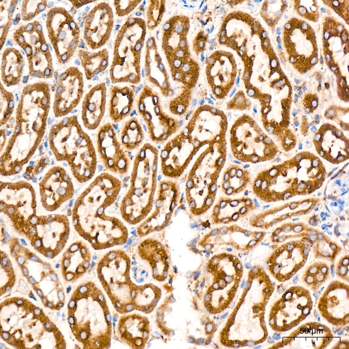 ERP29 Antibody (1J0D3)