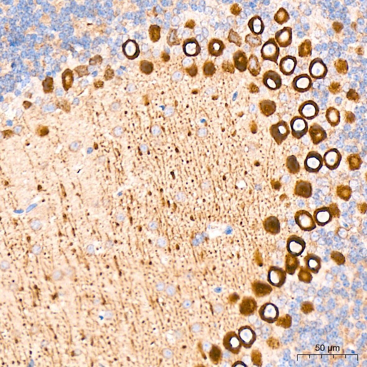 ERP29 Antibody (1J0D3)