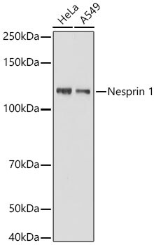 SYNE1 Antibody (1D4D9)