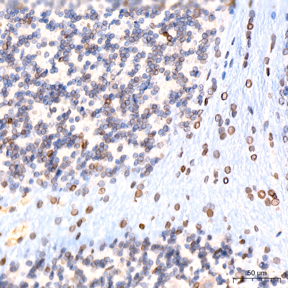 UNC84B Antibody (8E8D7)
