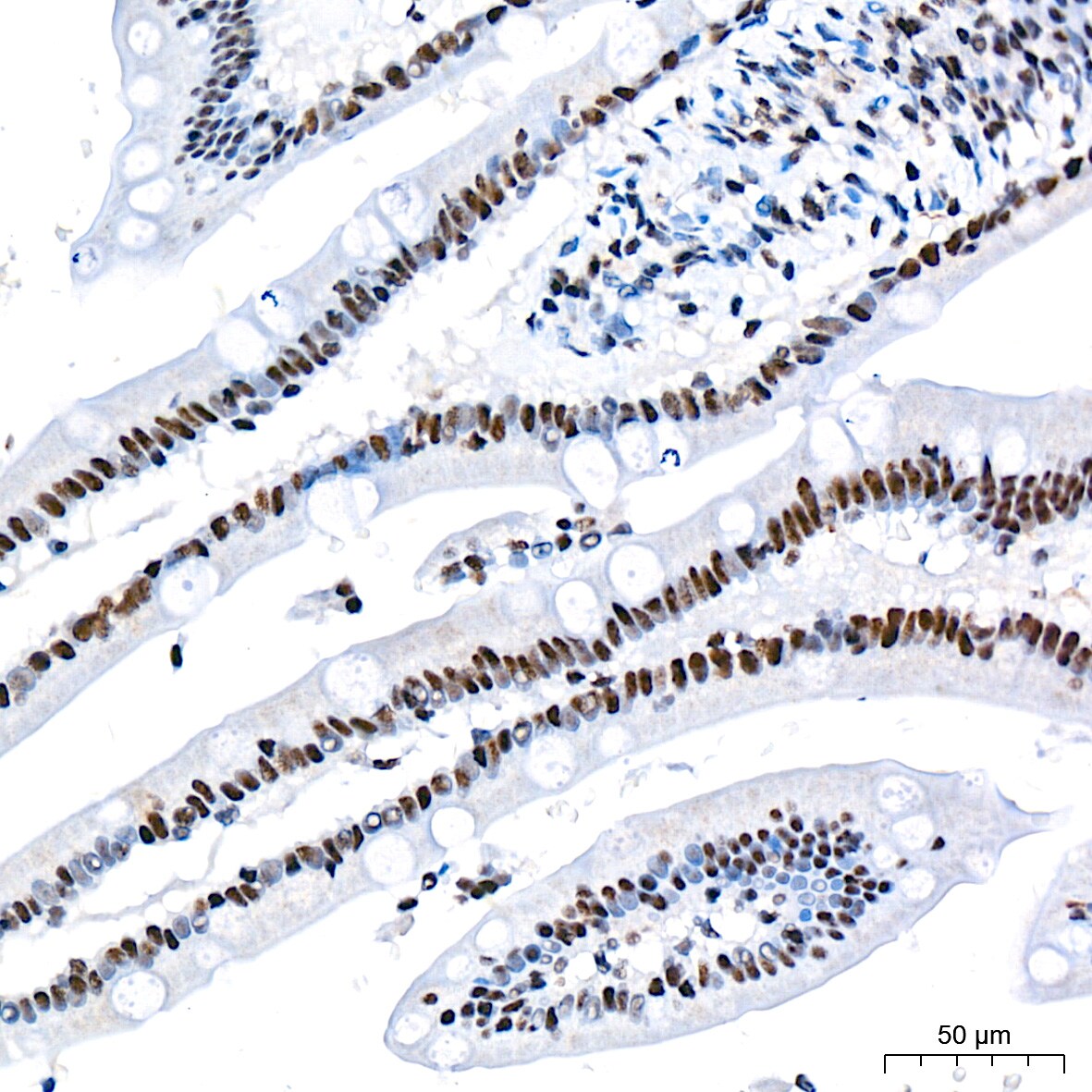 CDC40 Antibody (2I8I7)