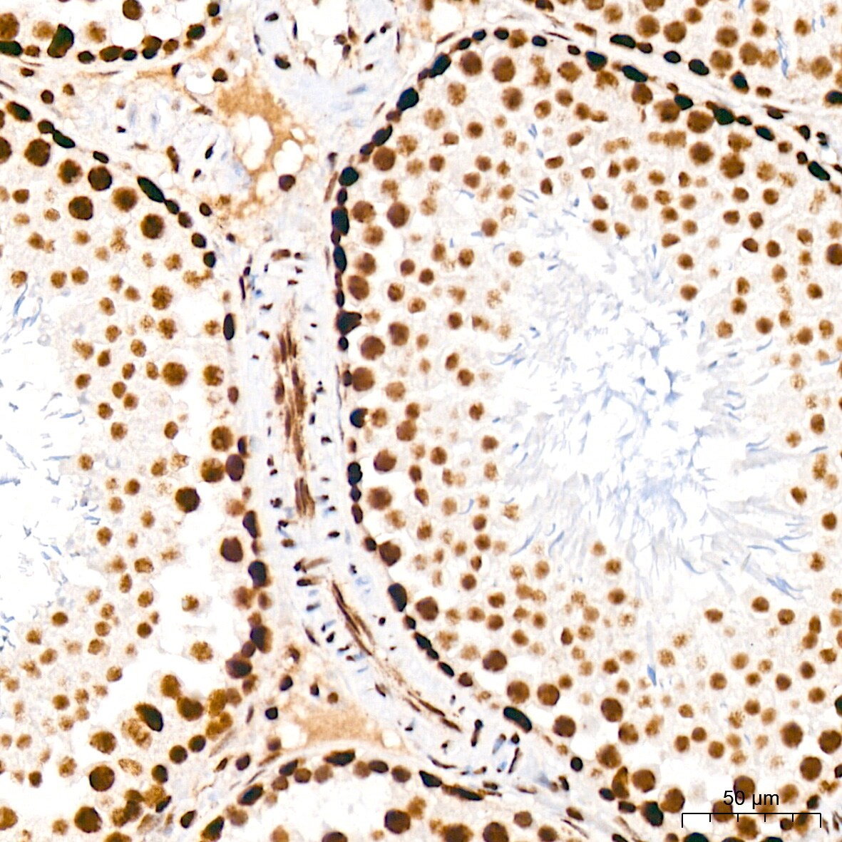 CDC40 Antibody (2I8I7)