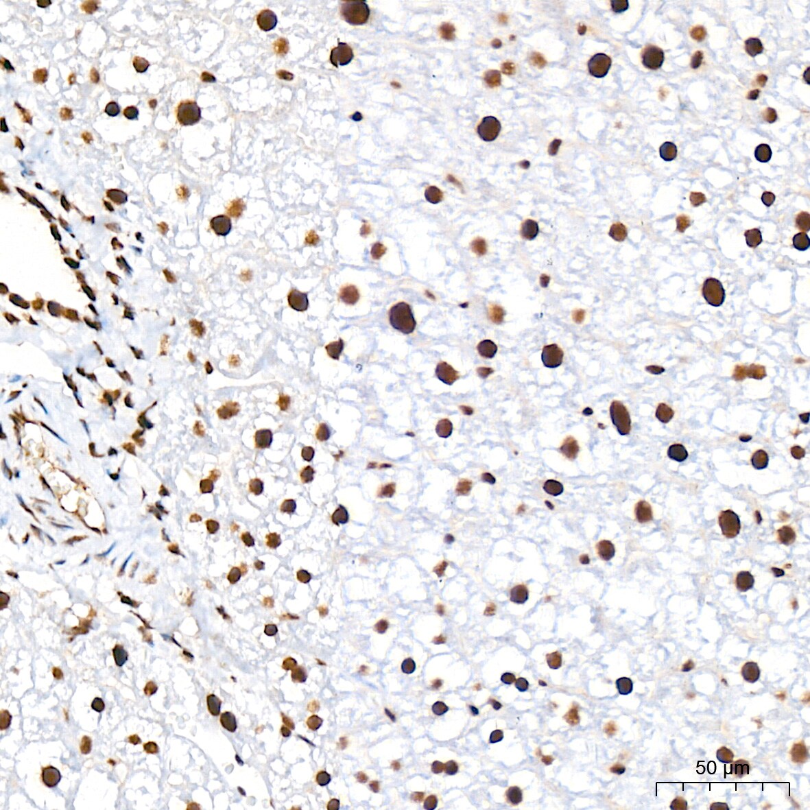 CDC40 Antibody (2I8I7)