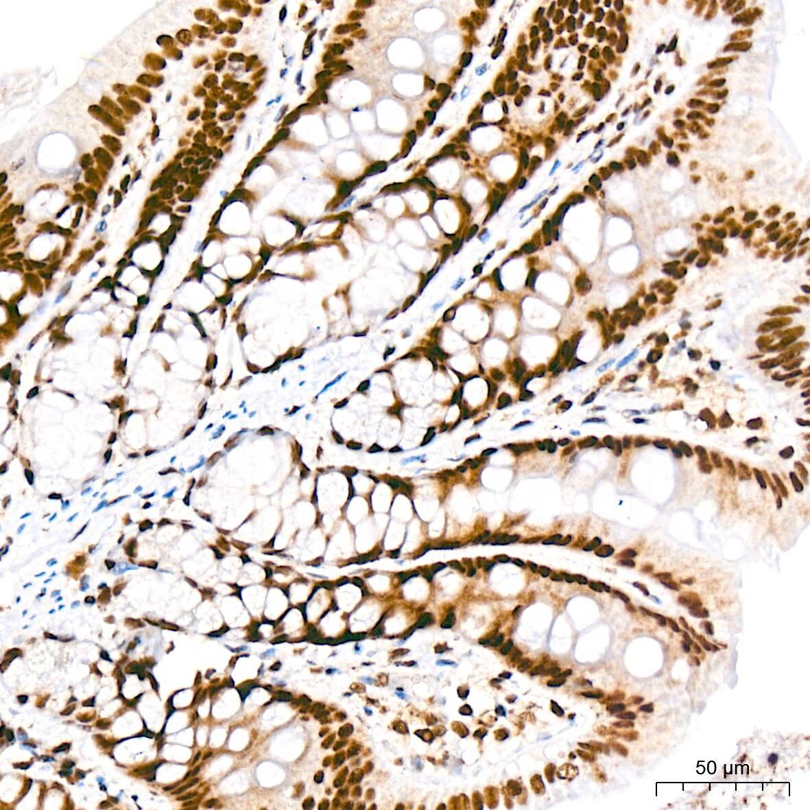 CDC40 Antibody (2I8I7)