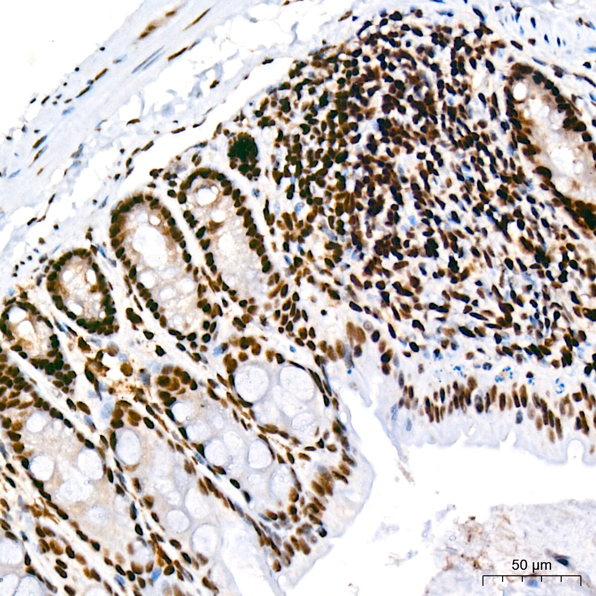 CDC40 Antibody (2I8I7)