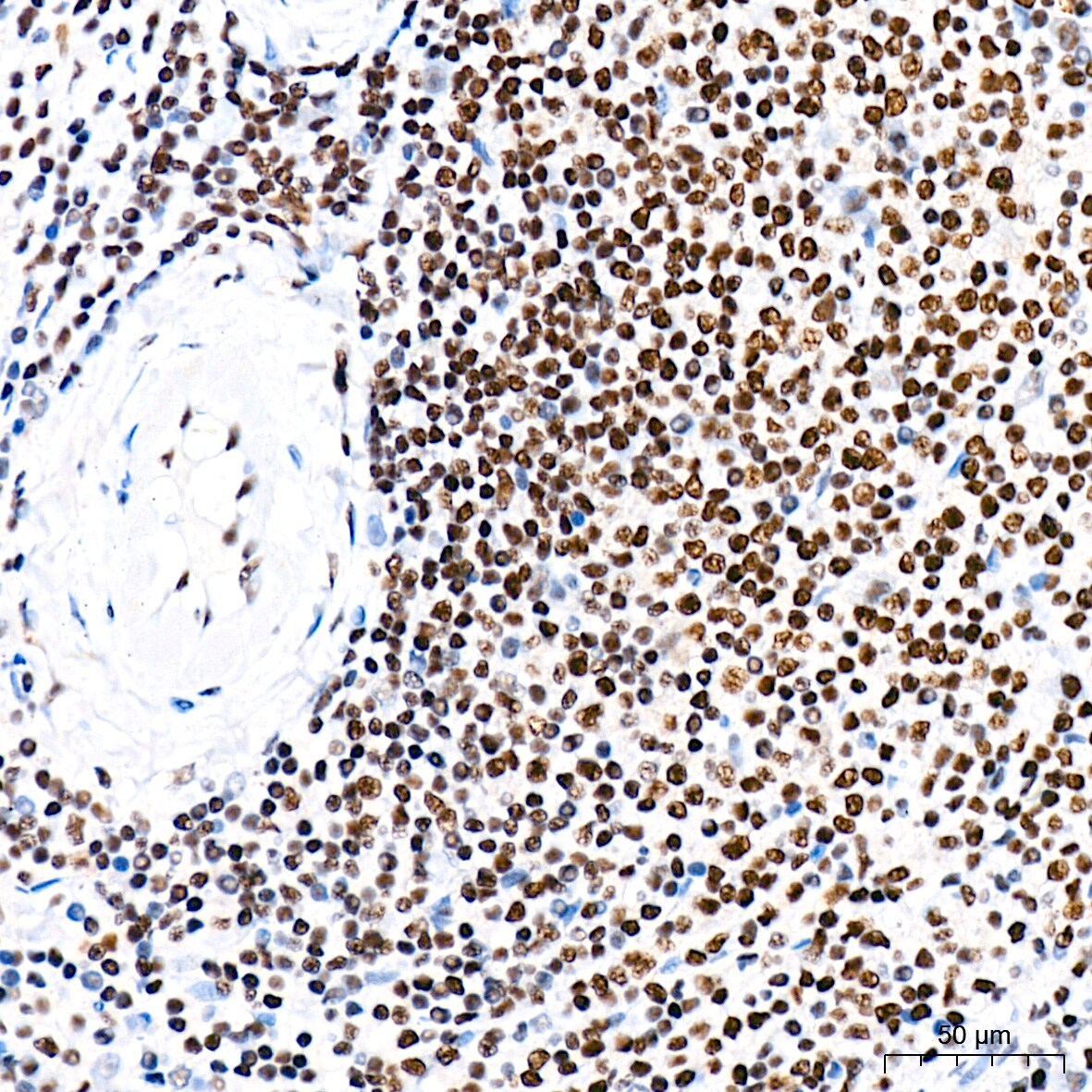CDC40 Antibody (2I8I7)