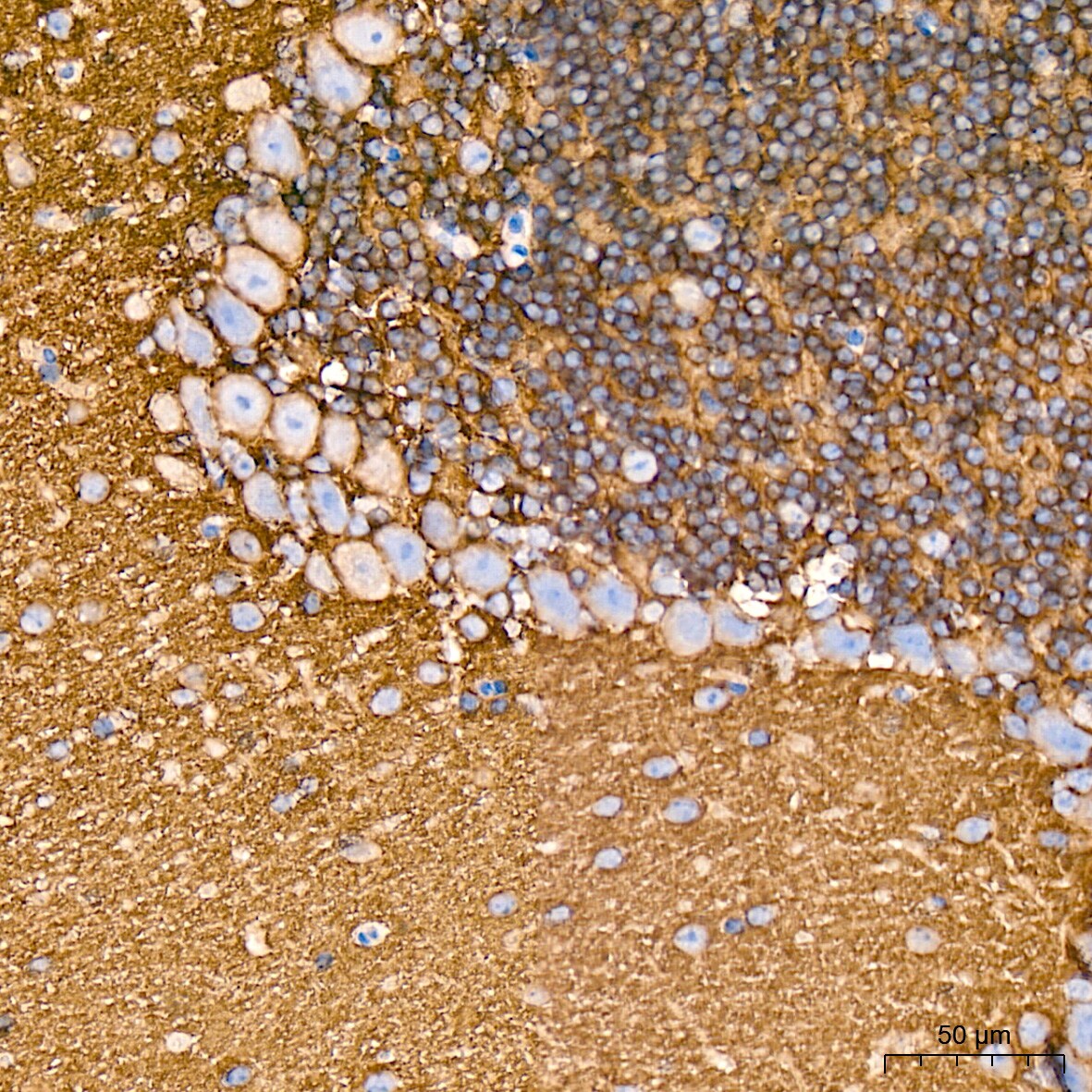Syntaxin Antibody (7D9V8)