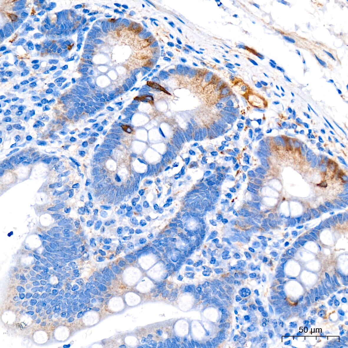 Syntaxin Antibody (7D9V8)