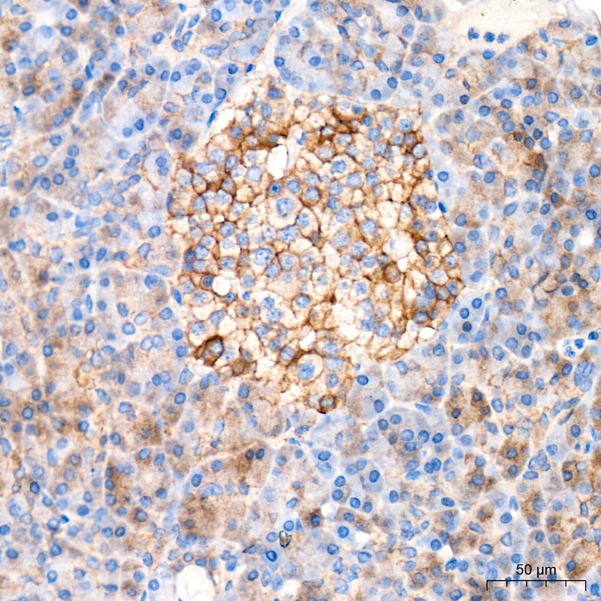 Syntaxin Antibody (7D9V8)