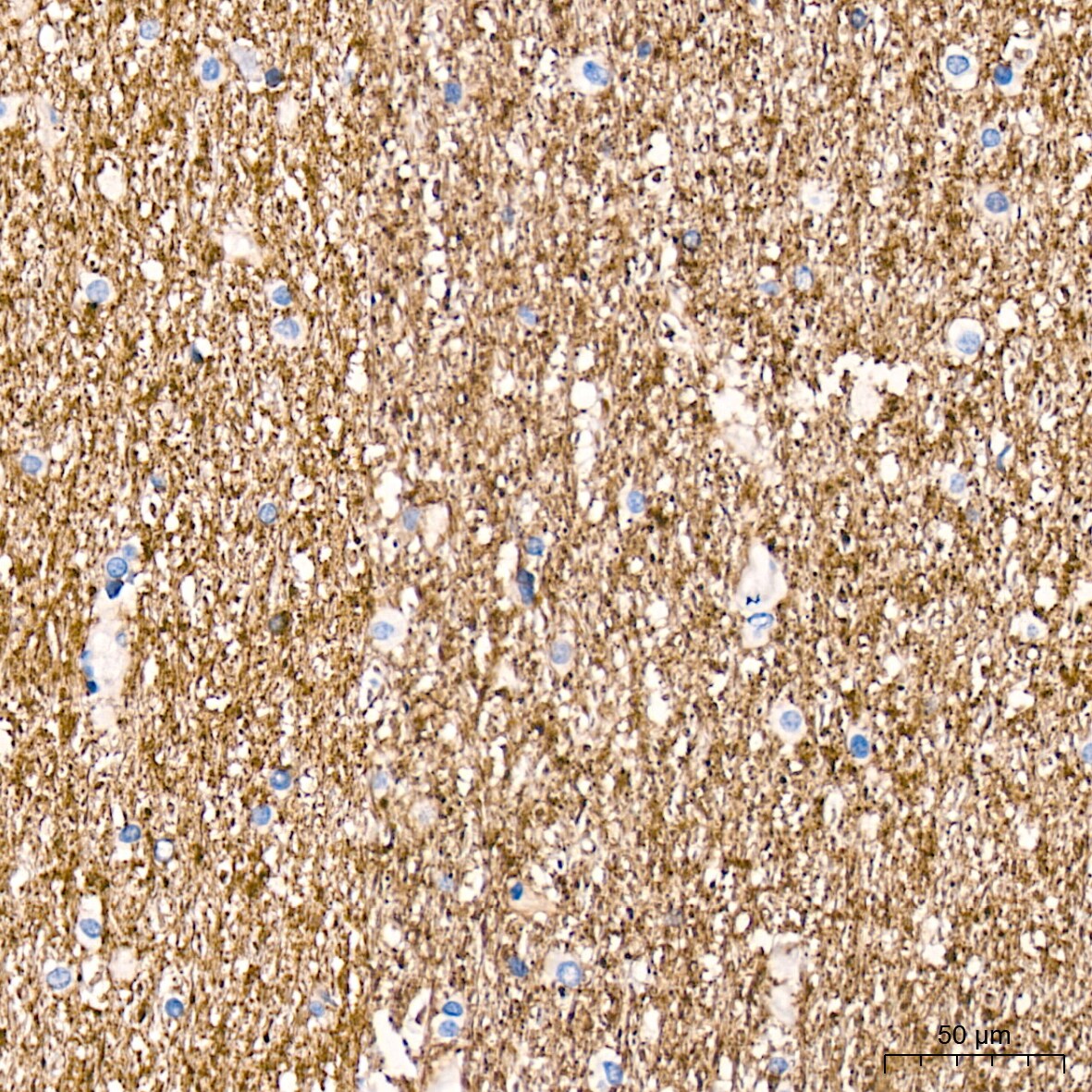 Syntaxin Antibody (7D9V8)