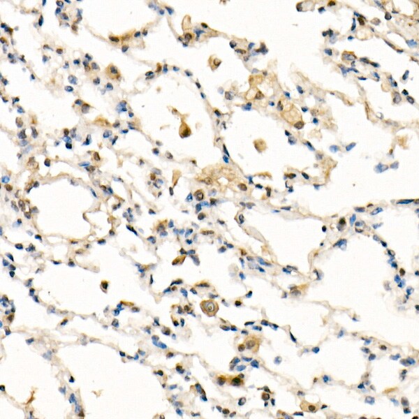 FADD Antibody (10L6M0)