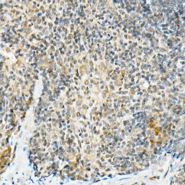 FADD Antibody (10L6M0)