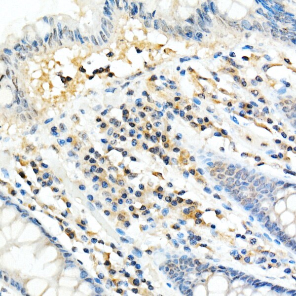 FADD Antibody (10L6M0)