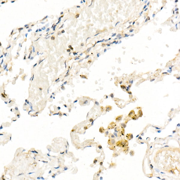 FADD Antibody (10L6M0)