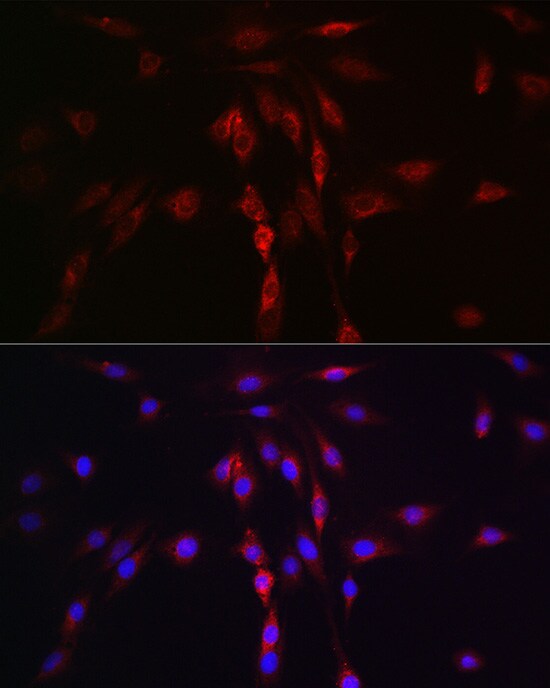 Lgl1 Antibody - Azide and BSA Free
