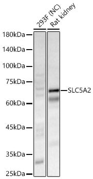 SGLT2/SLC5A2 Antibody - Azide and BSA Free