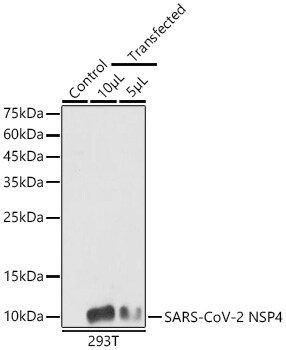 SARS-CoV-2 nsp4 Antibody - Azide and BSA Free
