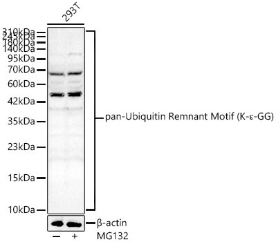 pan-Ubiquitin Remnant Motif Antibody - Azide and BSA Free