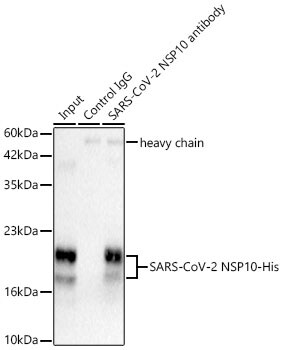 SARS-CoV-2 NSP10 Antibody - Azide and BSA Free