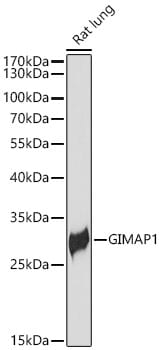 GIMAP1 Antibody - Azide and BSA Free