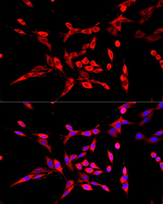 DBT Antibody - Azide and BSA Free