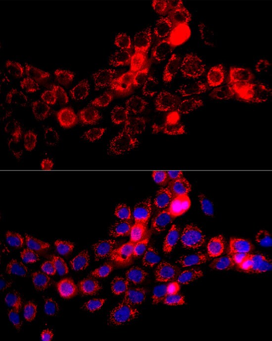 DBT Antibody - Azide and BSA Free
