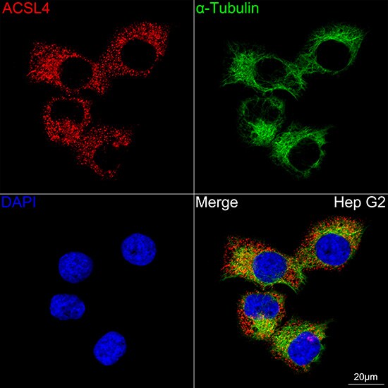 FACL4 Antibody (4W3T9)
