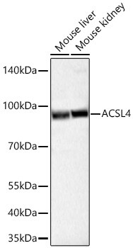 FACL4 Antibody (4W3T9)