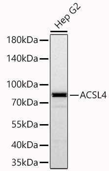 FACL4 Antibody (4W3T9)