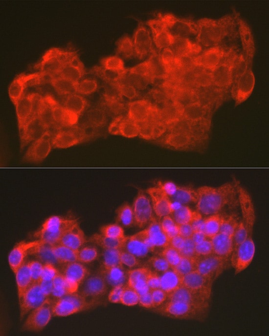 OXPAT Antibody - Azide and BSA Free