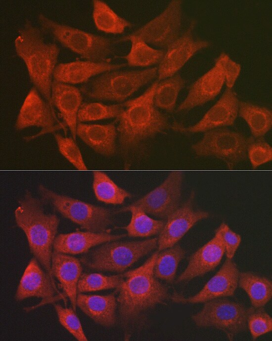 Secernin-1 Antibody - Azide and BSA Free