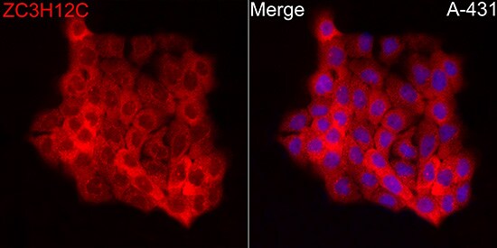 ZC3H12C Antibody - Azide and BSA Free