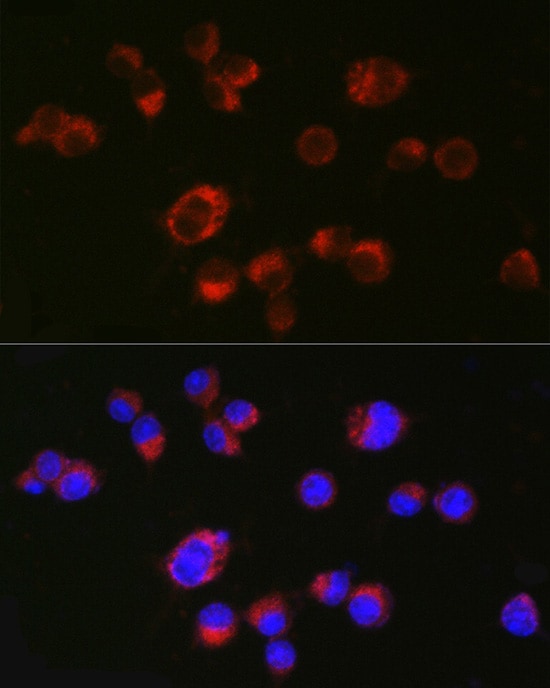 5-HT2A Antibody - Azide and BSA Free