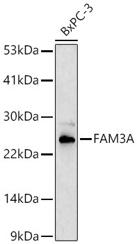 FAM3A Antibody - Azide and BSA Free