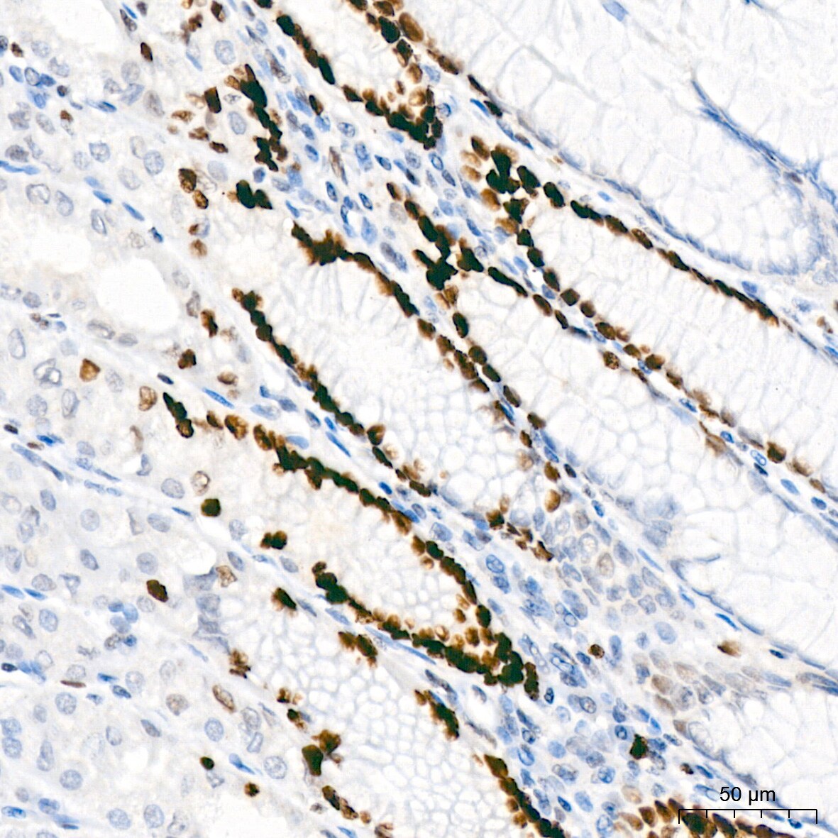 MCM2 Antibody (0Q10S9)