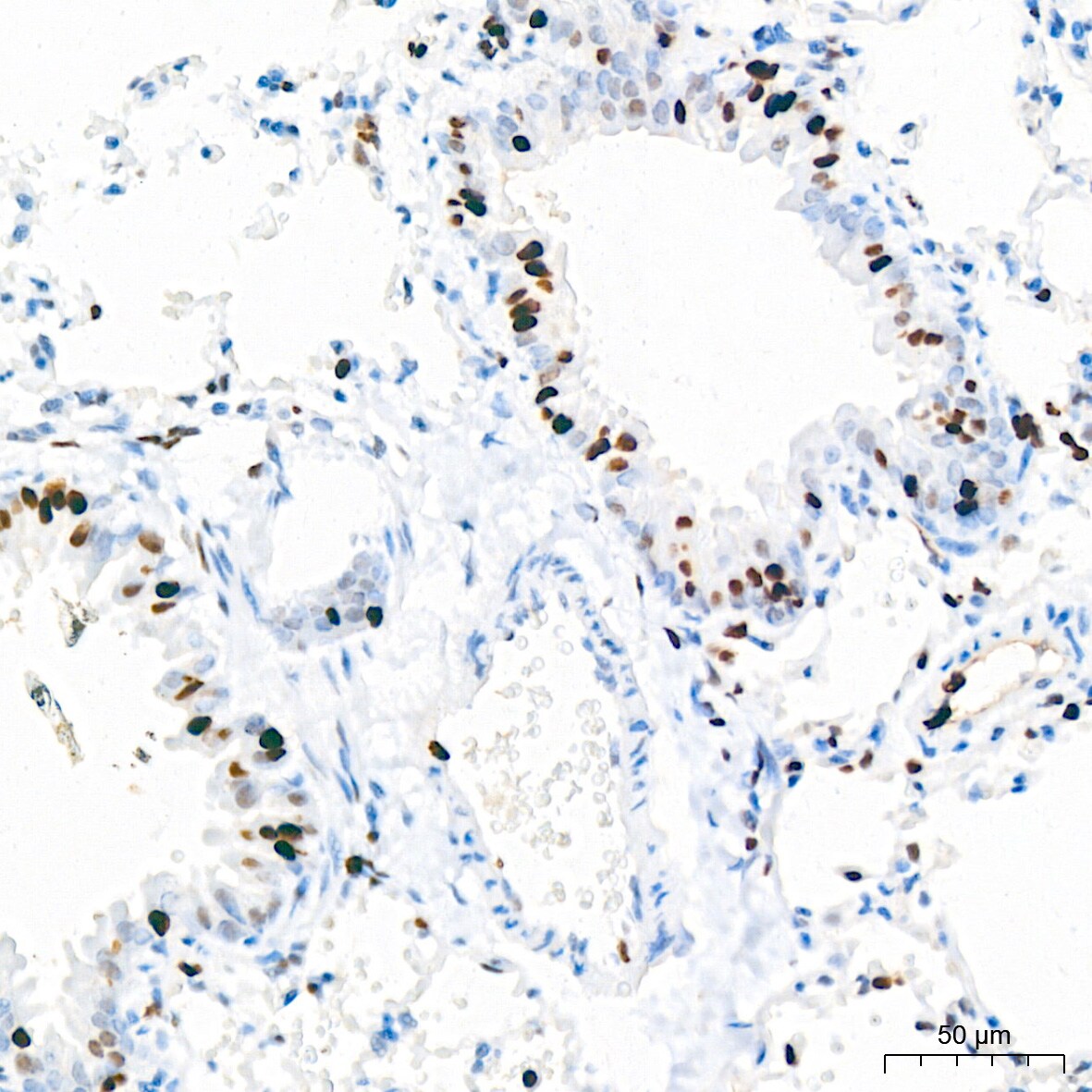 MCM2 Antibody (0Q10S9)