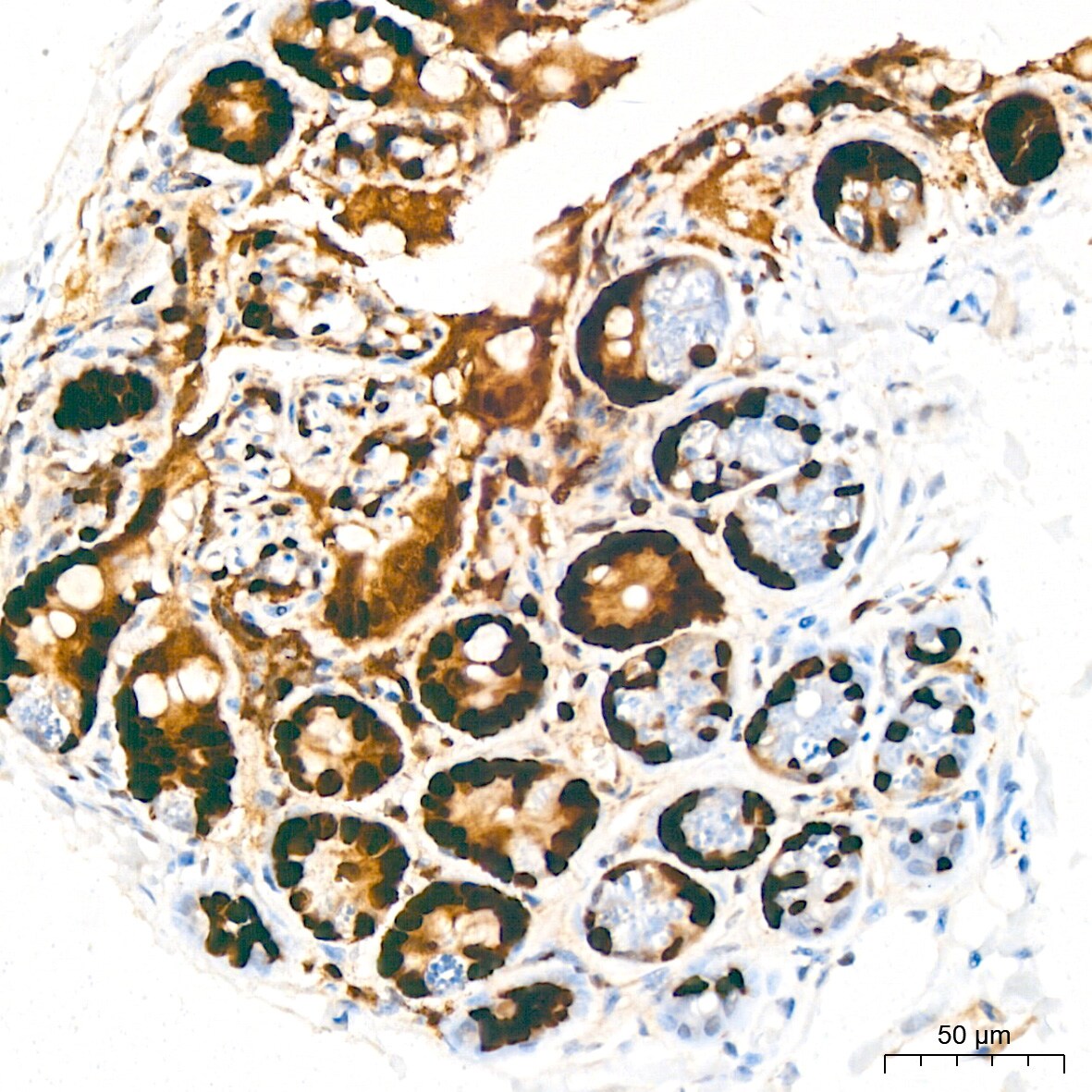 MCM2 Antibody (0Q10S9)
