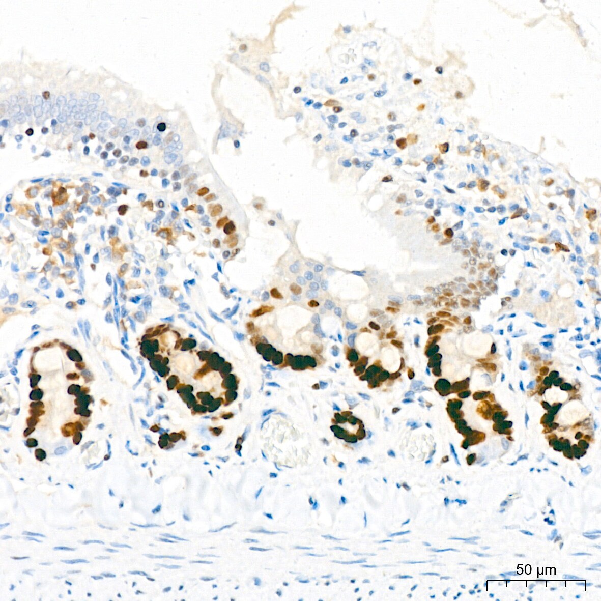 MCM2 Antibody (0Q10S9)