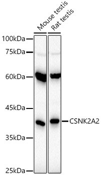CKII alpha prime polypeptide Antibody (3W5P4)