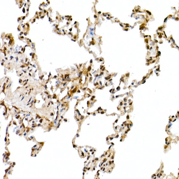 Cullin 1 Antibody - Azide and BSA Free