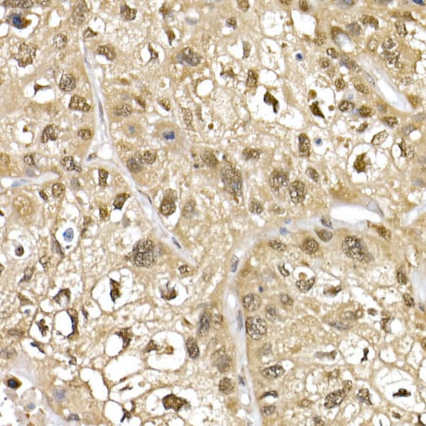 Cullin 1 Antibody - Azide and BSA Free