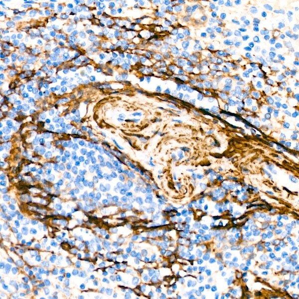 Actin Antibody (3U6B8)
