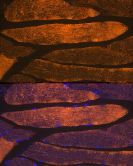 Actin Antibody (3U6B8)