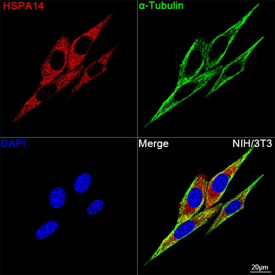HSPA14 Antibody (4L1Z6)