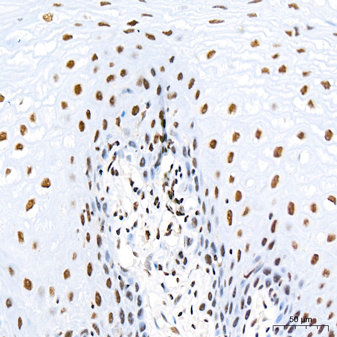 SIN3A Antibody (8V5B6)