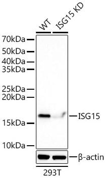 ISG15/UCRP Antibody (ARC53794)
