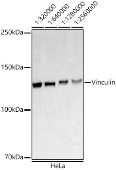 Vinculin Antibody (9I3Y8)